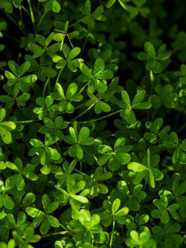6 ways Brahmi can boost your hair growth naturally