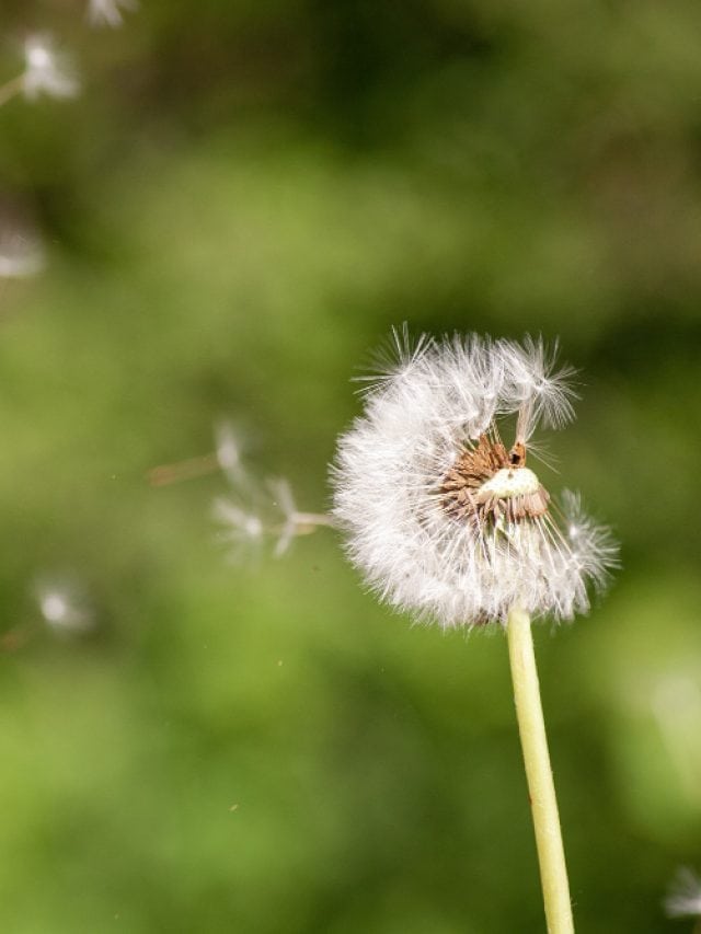 5 tips to prevent pollen allergy 5 tips to prevent pollen allergy