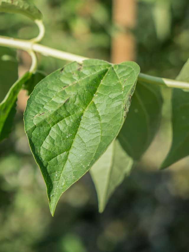 पान का पत्ता होता है इन 5 जबरदस्त फायदों से भरपूर