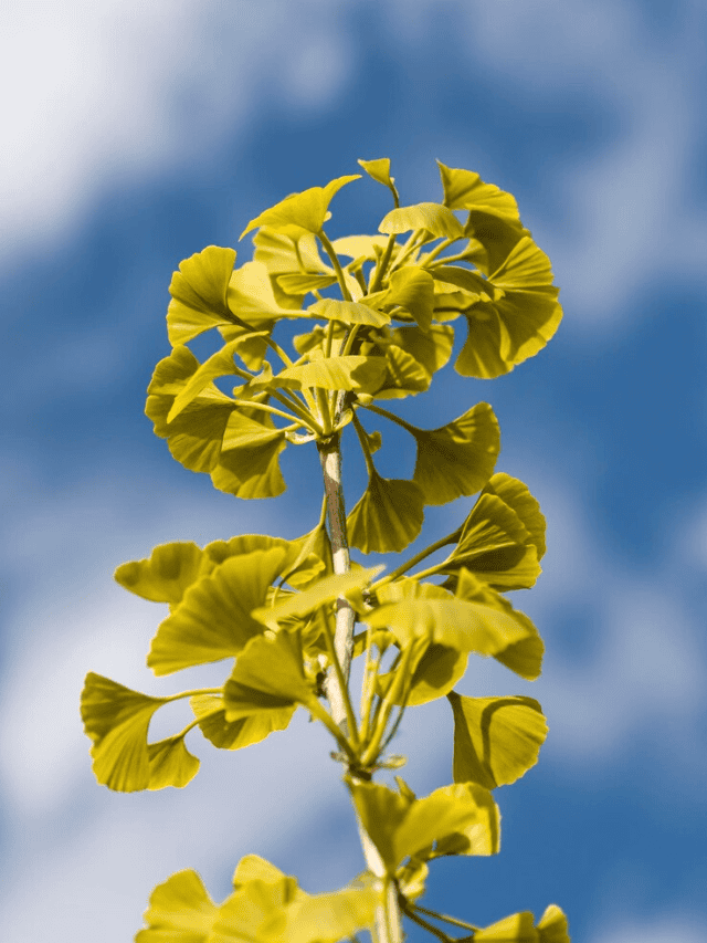 6 incredible health benefits of Ginkgo Biloba
