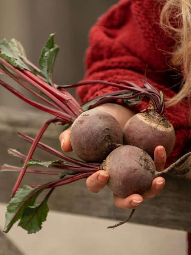 Raw vs. boiled beetroot: Which is more nutritious? Raw vs. boiled beetroot: Which is more nutritious?