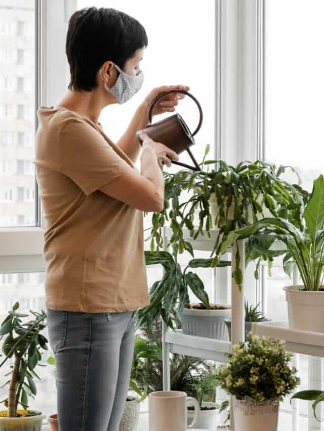 World environment day: 5 houseplants to purify indoor air & calm your mind World environment day: 5 houseplants to purify indoor air & calm your mind