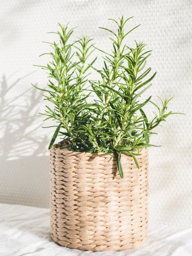 6 Incredible Health Benefits of Rosemary You Must Know About 6 Incredible Health Benefits of Rosemary You Must Know About