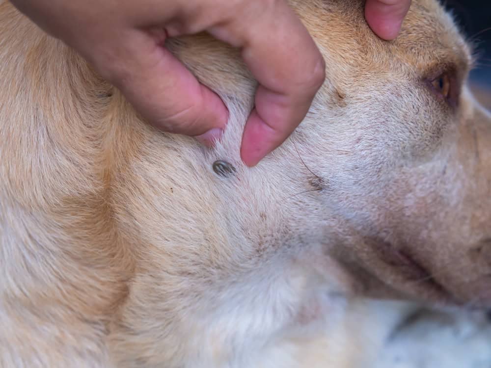 pet