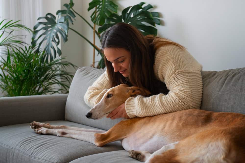 pet