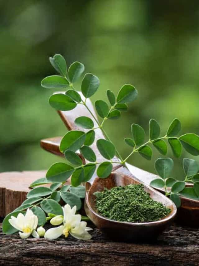 5 best ways to use moringa leaves for better health this summer