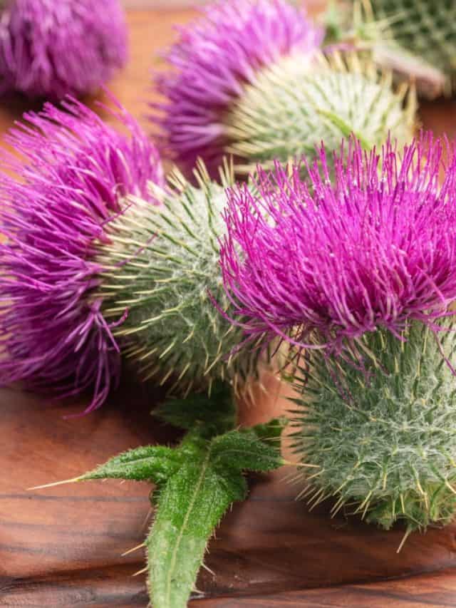 How to consume milk thistle safely for liver detoxification? How to consume milk thistle safely for liver detoxification?