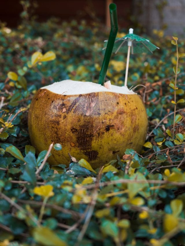 Hydrate, heal, and glow: what coconut water does for your body Hydrate, heal, and glow: what coconut water does for your body