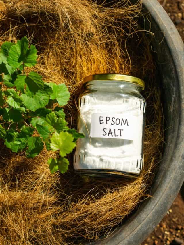 Epsom Salt: The Mystery Mineral for Muscle & Stress Relief Epsom Salt: The Mystery Mineral for Muscle & Stress Relief