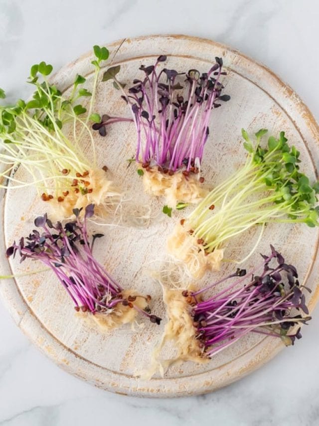 Microgreens: The Little Superfoods With Big Nutrition Microgreens: The Little Superfoods With Big Nutrition
