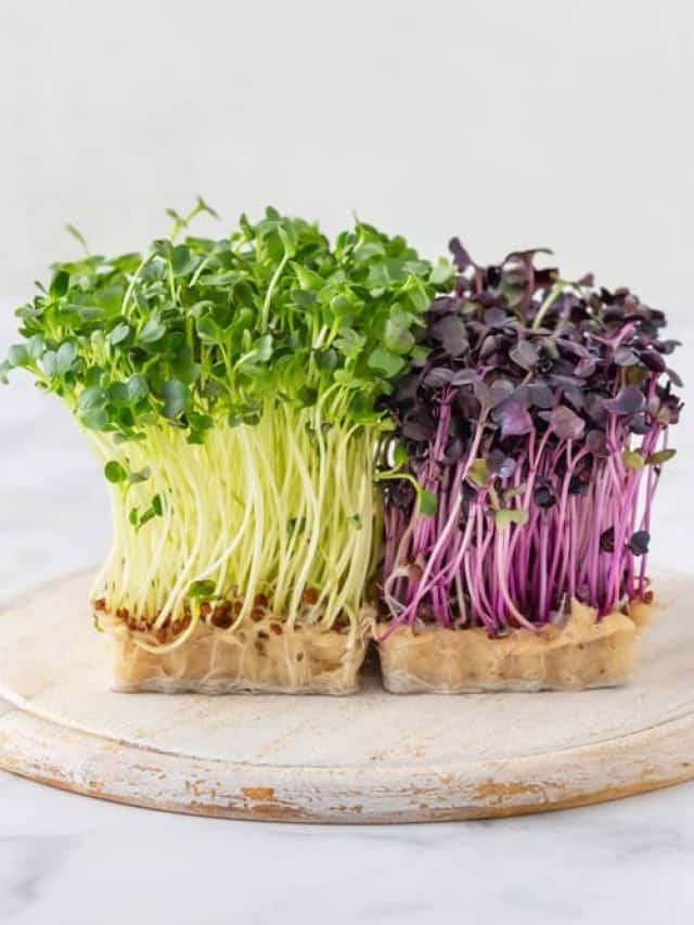 5 Delicious & Nutritious Microgreens to Add to Your Day