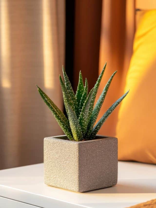 How an aloe vera plant near your bed can improve your room’s air quality How an aloe vera plant near your bed can improve your room’s air quality