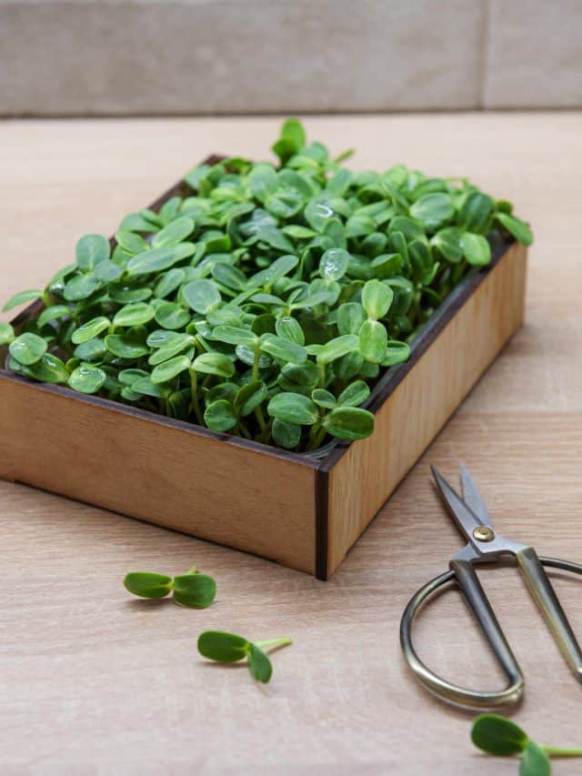 Methi leaves are doing way more for your health than you think