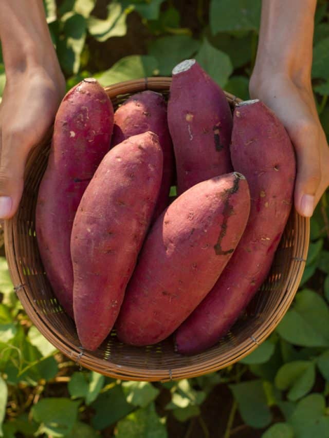 Why you should include sweet potato into your daily diet? Why you should include sweet potato into your daily diet?