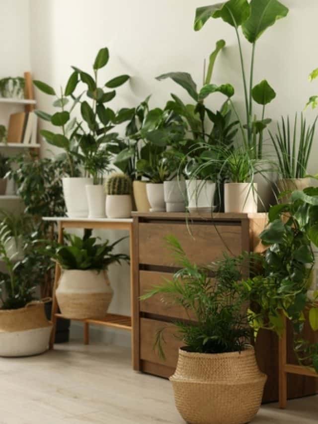 6 plants that make your bedroom more sleep-friendly