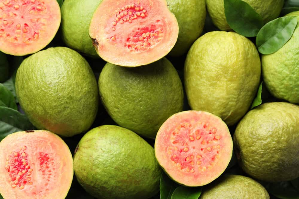 Guava