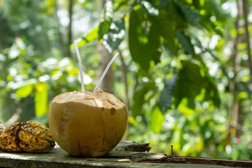 coconut water