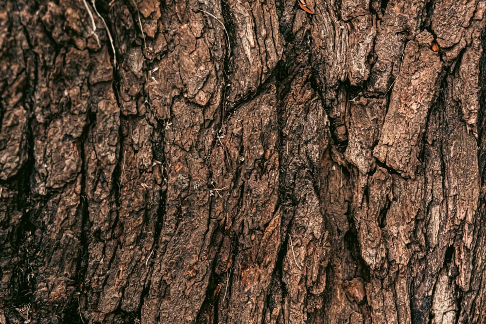 ashoka, ayurvedic remedy