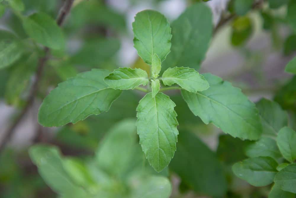 tulsi