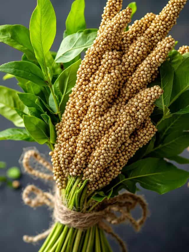 क्यों आपको बाजरे को करना चाहिए अपनी डेली डाइट में शामिल? क्यों आपको बाजरे को करना चाहिए अपनी डेली डाइट में शामिल?