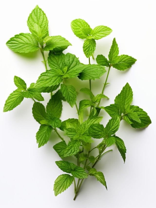 Tulsi is the wellness boost your body quietly needs