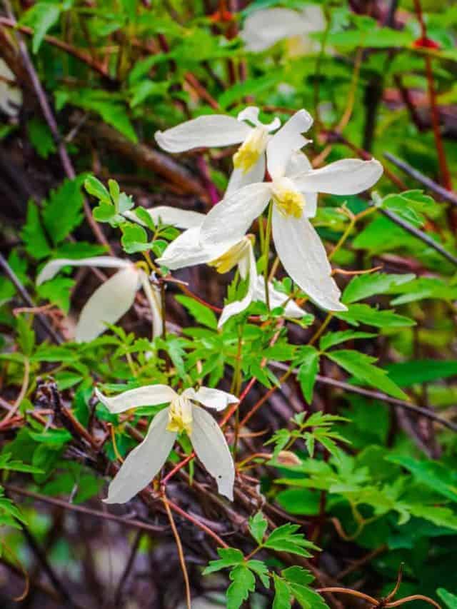 Can Safed musli support fertility? Here’s what Ayurveda says