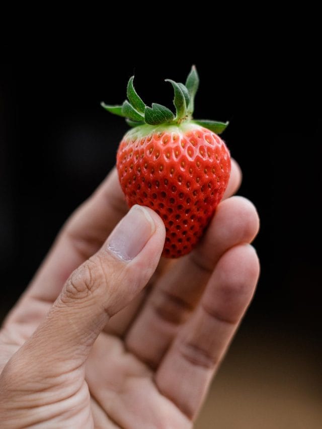 क्या डायबिटीज में भी फायदेमंद हैं स्ट्रॉबेरी? क्या डायबिटीज में भी फायदेमंद हैं स्ट्रॉबेरी?