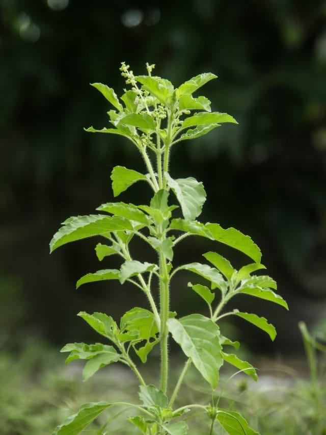 इन अद्भुत फायदों के लिए तुलसी को करें रूटीन में शामिल इन अद्भुत फायदों के लिए तुलसी को करें रूटीन में शामिल