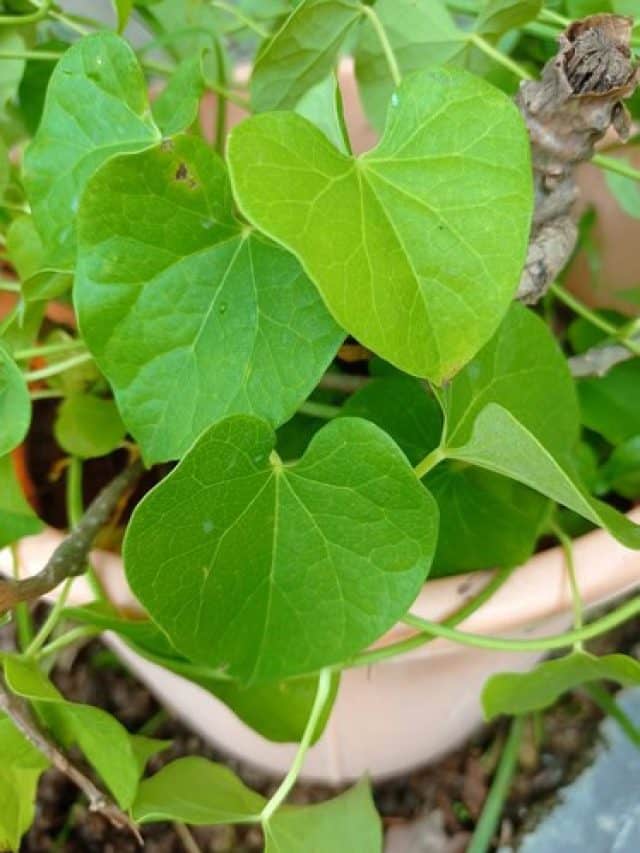 इन 5 तरीकों से शरीर को फायदा पहुँचाता है गिलोय इन 5 तरीकों से शरीर को फायदा पहुँचाता है गिलोय