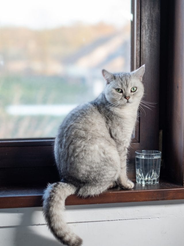 Cat drinking less in winter? Smart ways to increase hydration