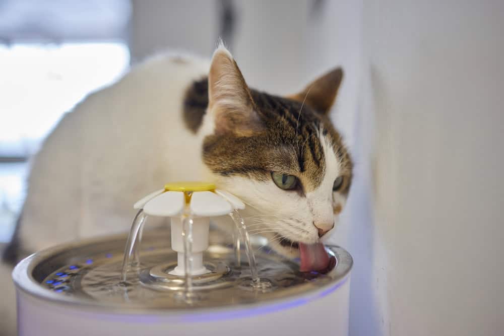 Pet,Water,Dispenser,With,Automatic,Gravity,Refill
