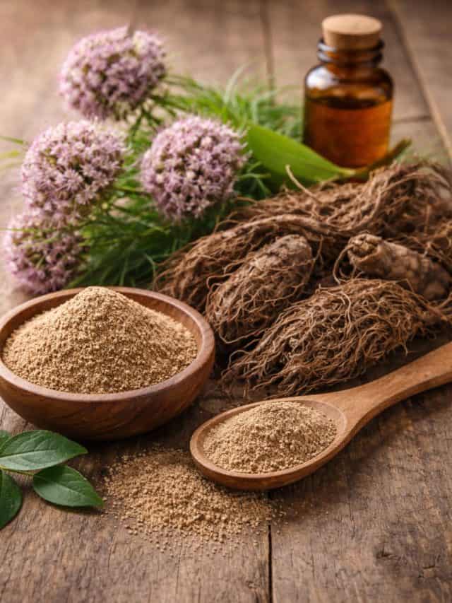 जटामांसी: दिल से लेकर दिमाग तक के लिए फायदेमंद हिमालयी जड़ी-बूटी