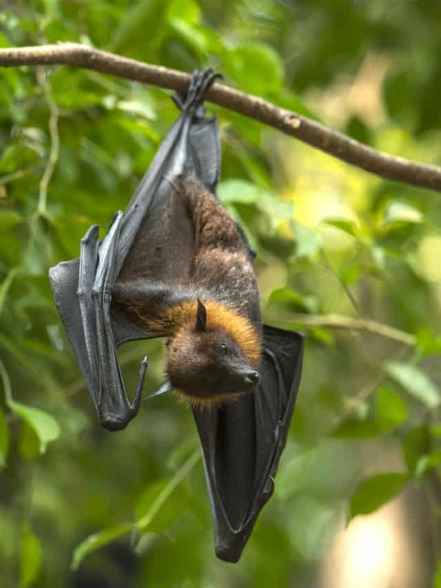 How to protect yourself from Nipah virus? How to protect yourself from Nipah virus?