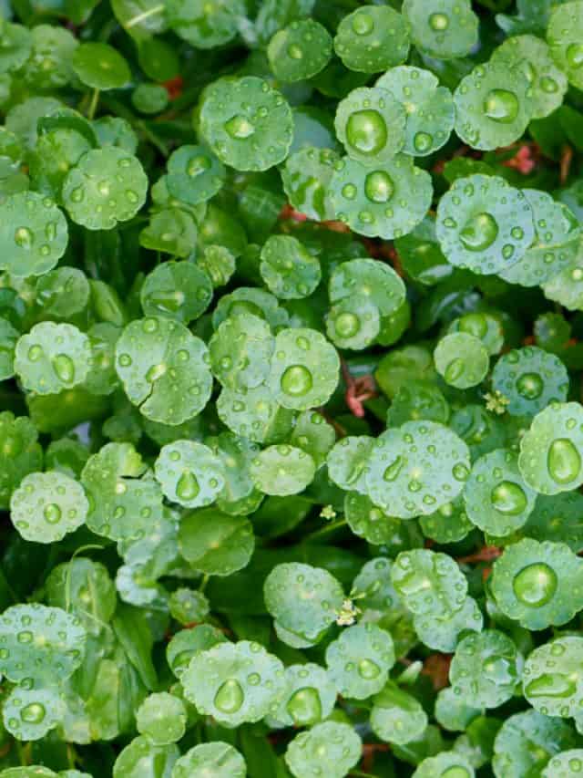 Gotu kola supports your health In many ways