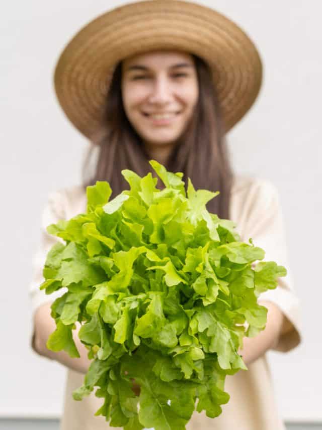 Lettuce: light, simple, and surprisingly beneficial Lettuce: light, simple, and surprisingly beneficial