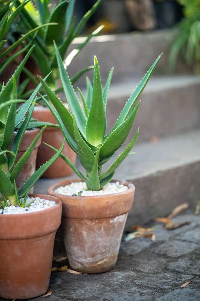 Have an aloe vera plant at home? Here is how to use it for hair - Tata 1mg  Capsules