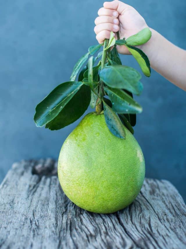 Guava on your plate: how it supports everyday health Guava on your plate: how it supports everyday health