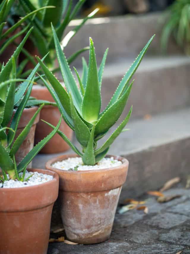Have an aloe vera plant at home? Here is how to use it for hair