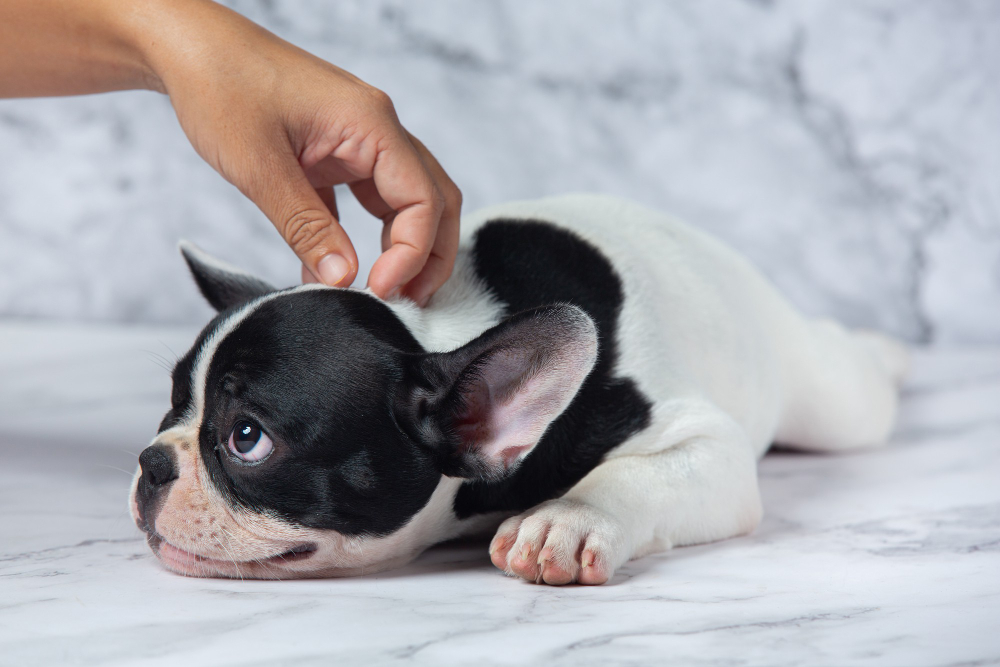pet itching