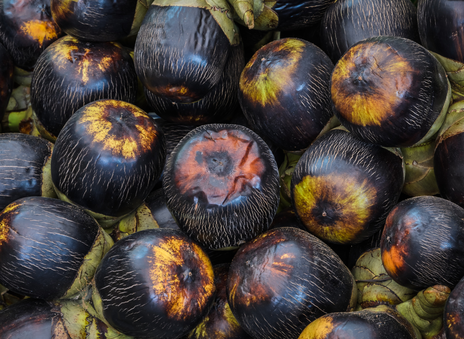Ice Apple, Sugar Palm fruit, ice-apple-benefits-in-summer -in-hindi