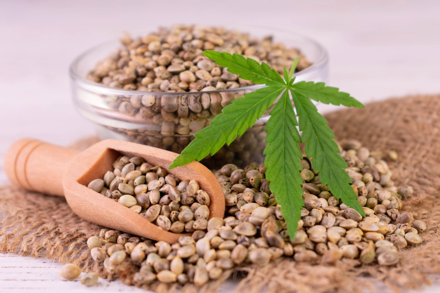 Hemp Seeds, hemp-seeds-benefits-in-hindi