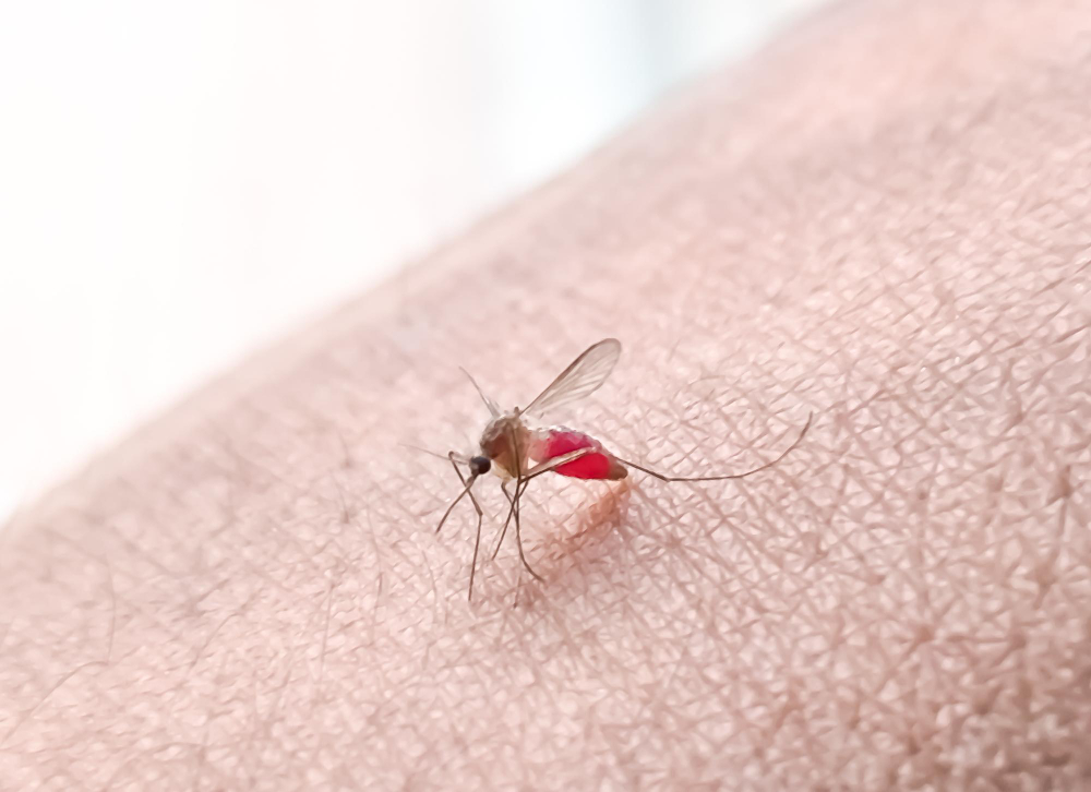 mosquito