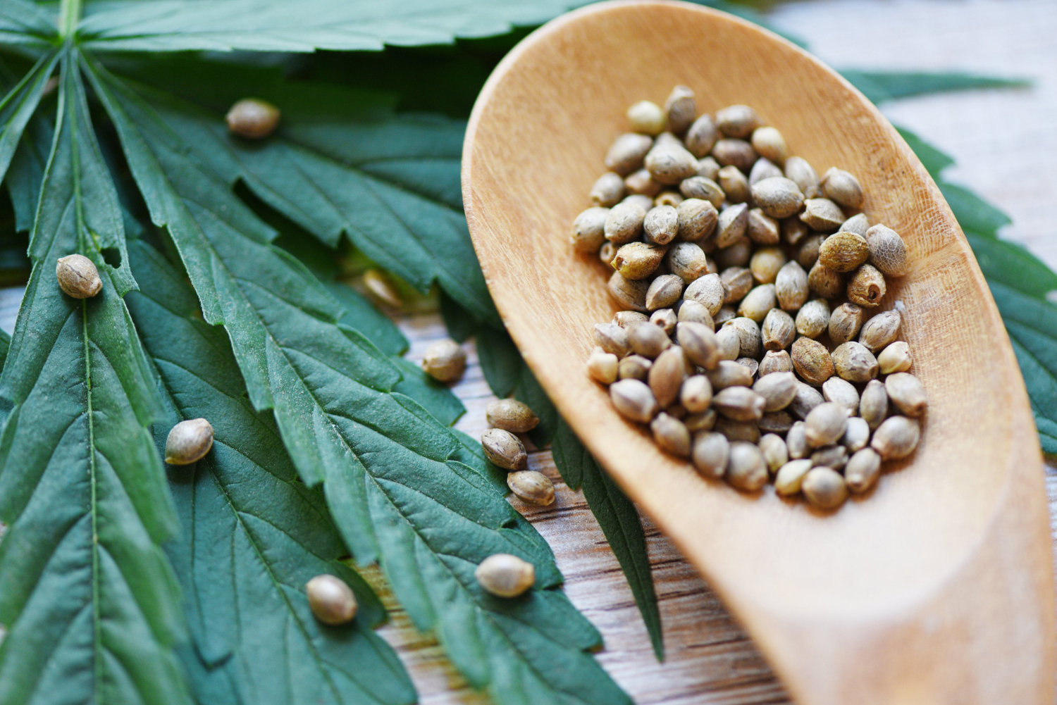 Hemp Seeds, hemp-seeds-benefits-in-hindi
