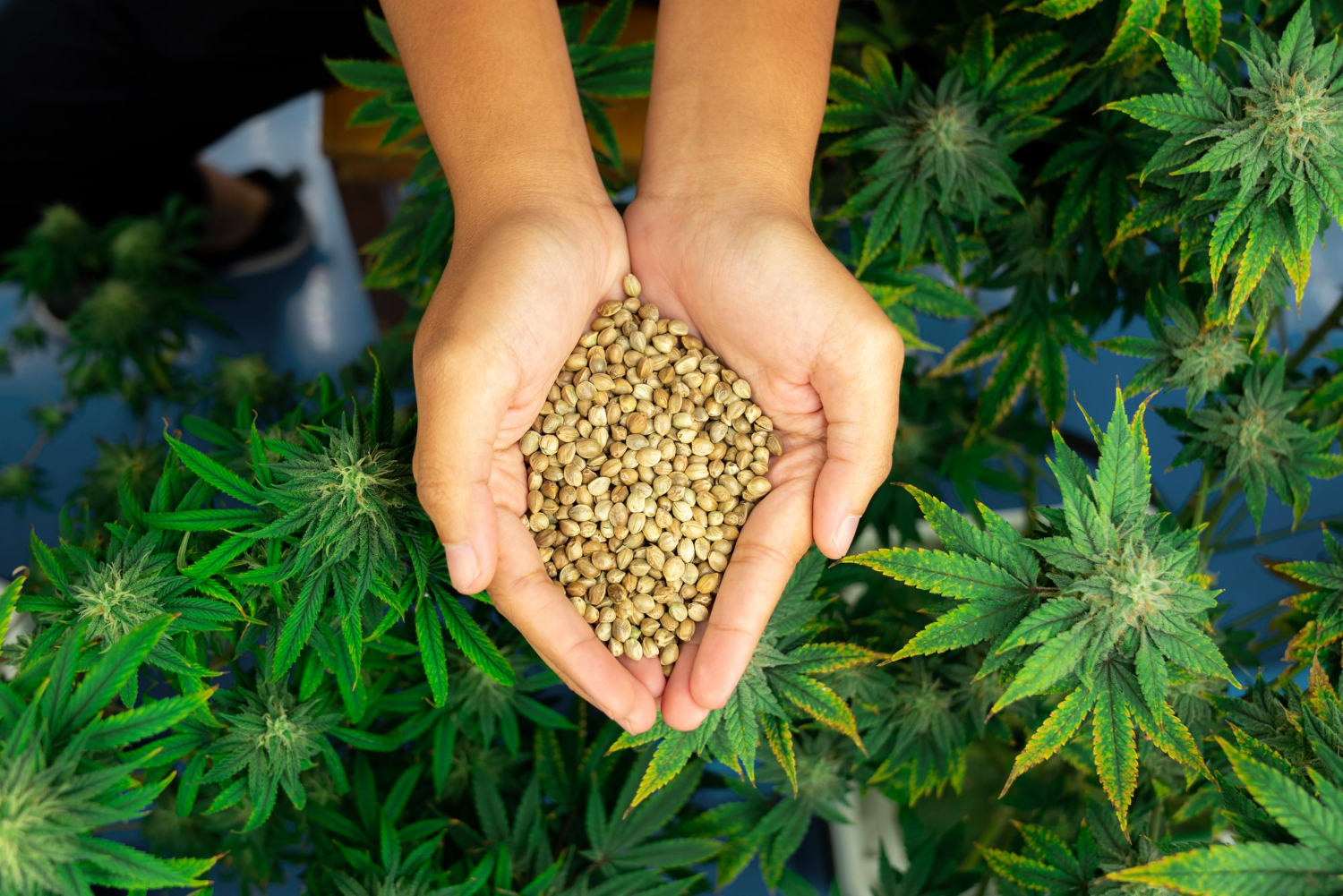 Hemp Seeds