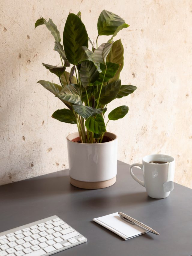 How a small plant can make your workspace better