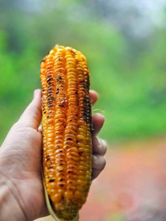 Bhutta in Monsoon: A classic treat with amazing benefits
