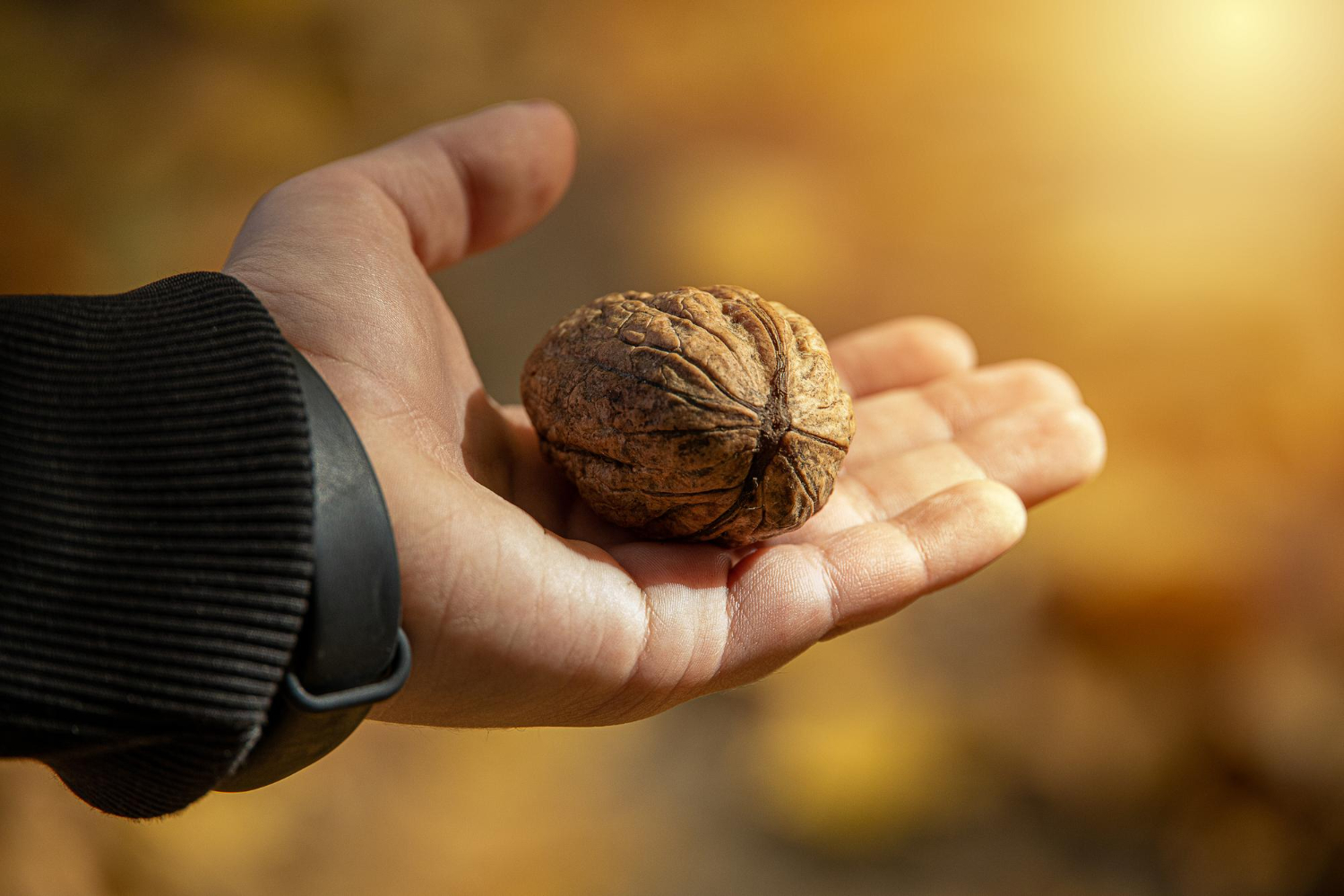 walnut