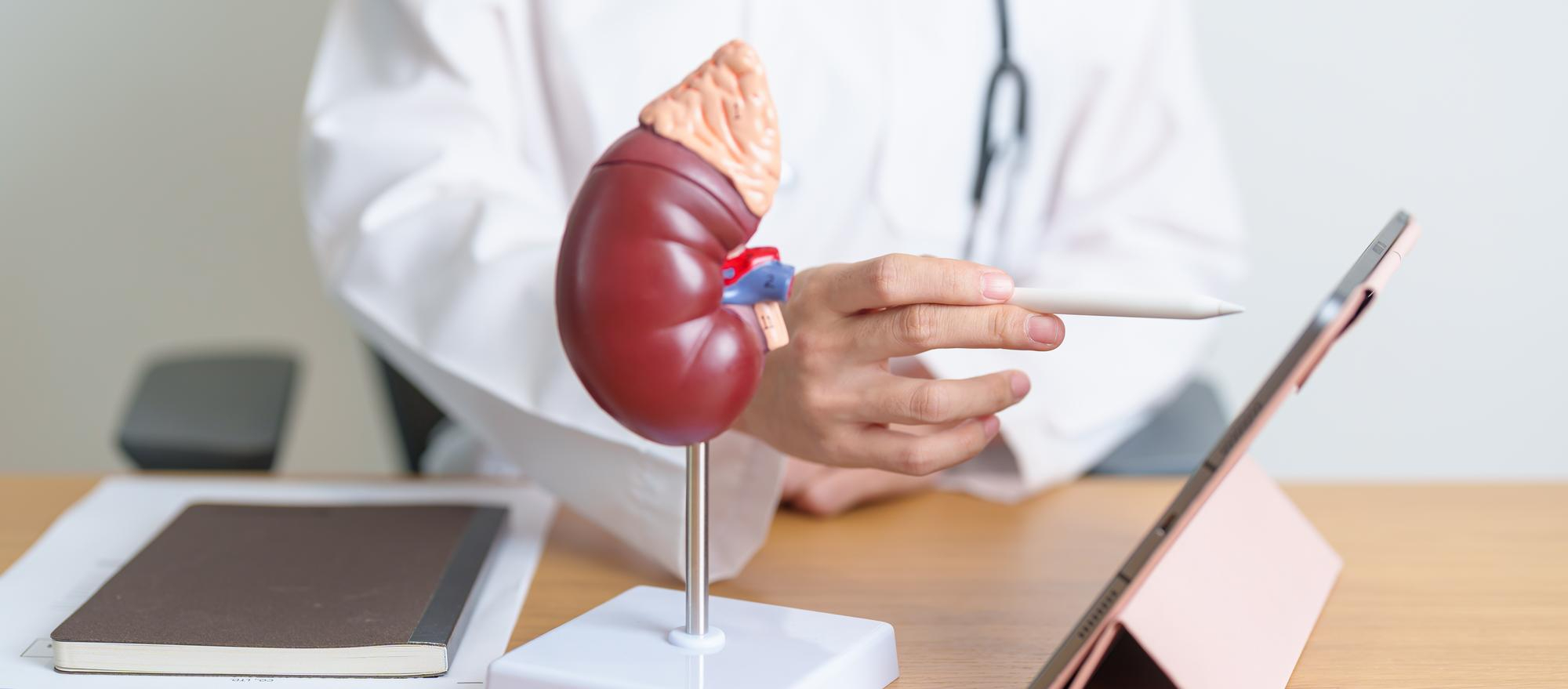 kidney