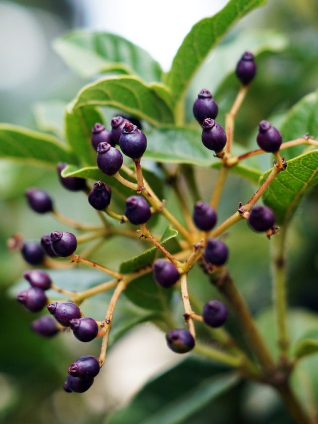 Jamun leaves: Hidden health benefits you shouldn’t ignore Jamun leaves: Hidden health benefits you shouldn’t ignore