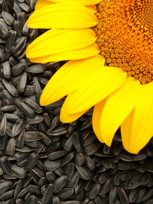 Crunch your way to better health with these sunflower seed benefits Crunch your way to better health with these sunflower seed benefits